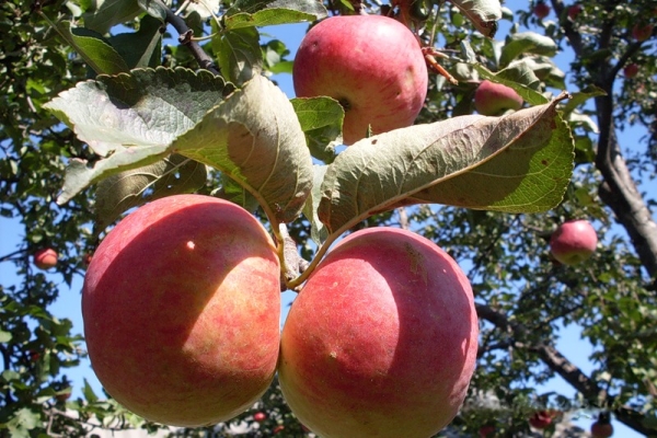  Zhigulevskoe сортове ябълки: описателни характеристики, история на селекцията