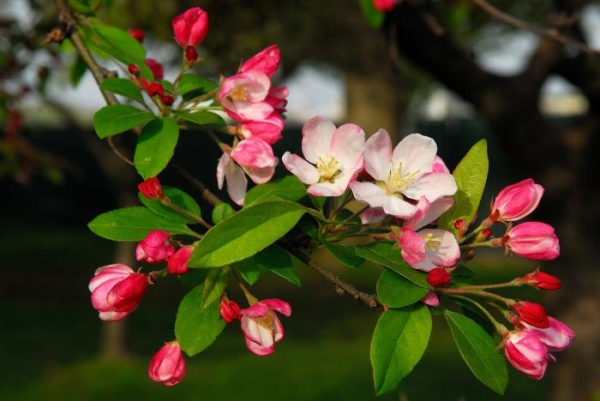  В зависимост от района на отглеждане на ябълки, Славата на Виктория носи плодове както през лятото, така и през есента
