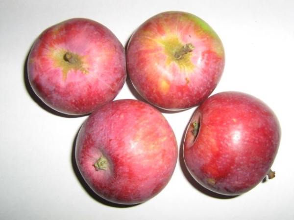  Предимствата на сортовете ябълки Славата на победителите включва устойчивост на реколтата и студоустойчивост