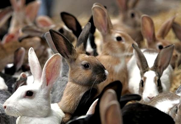 Избор на зайци за чифтосване