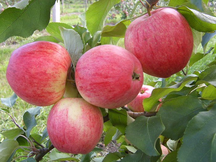  Анасон ябълки
