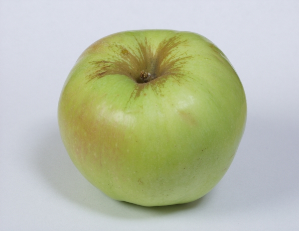  Основните вредители на Bogatyr ябълка са сортове, листни въшки и кошници