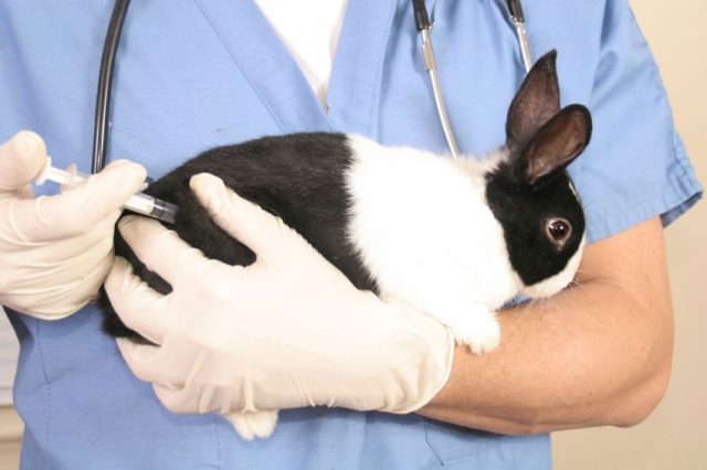  Какви ваксинации правят зайците и кога?