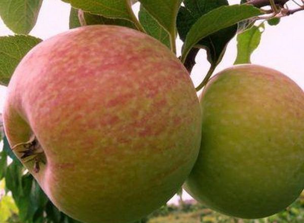  Разнообразието от ябълкови дървета Candy: описателни характеристики, правила за засаждане и грижи