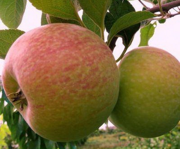  Разнообразието от ябълкови дървета Candy: описателни характеристики, правила за засаждане и грижи