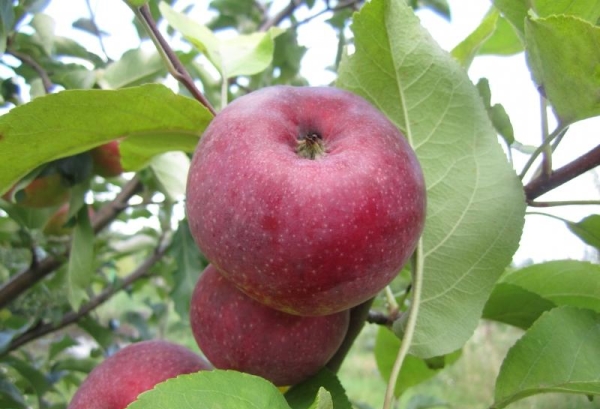  Ябълкови дървесни сортове Lobo: описателни характеристики, предимства и недостатъци