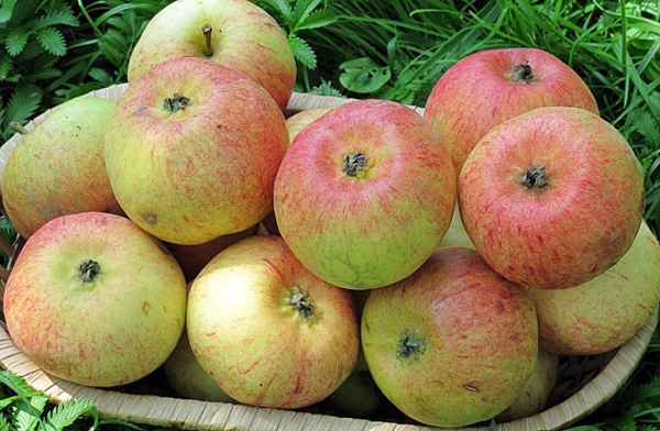  Сладкият сорт ябълки има високи добиви.