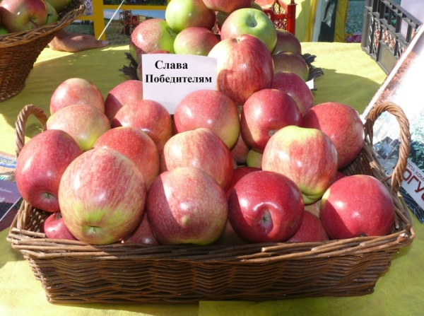  Ябълкови дървесни сортове Победители на славата, нуждаещи се от ежегодно хранене, изтъняване на короната