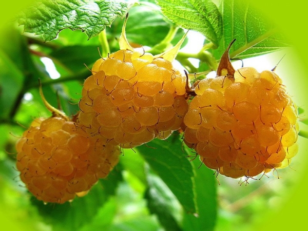  Малките плодове са богати на витамини, каротин и минерали.