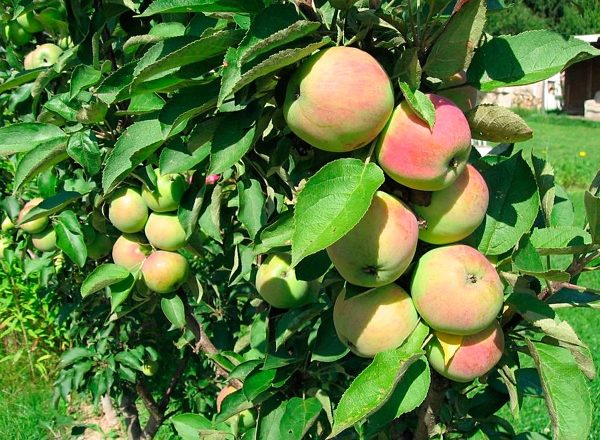  Председател на ябълково дърво kolonovidnaya: характеристики на сорта, засаждане и грижи
