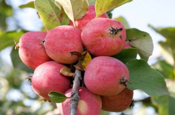  Ябълките на Пепин Шафран