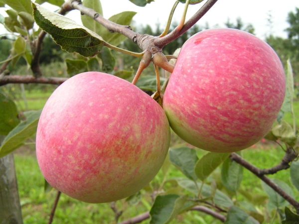  Ябълкови дървесни сортове 