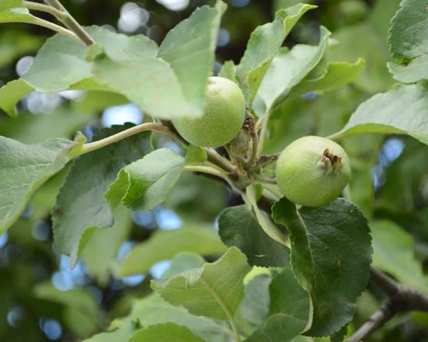  Незърнестите ябълки съдържат витамини, микроелементи, са източник на лесно смилаемо желязо