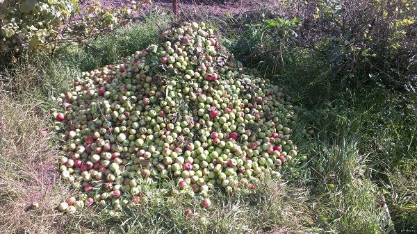  Купчина паднали ябълки