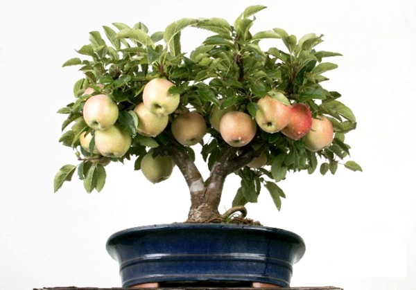  Как да отглеждаме ябълково дърво от семена у дома: инструкции
