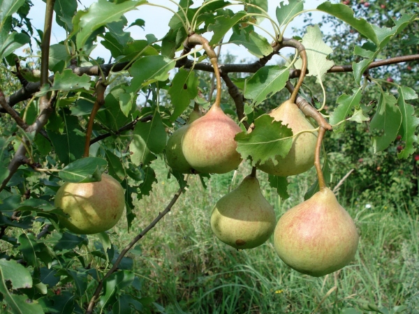  Плодовете на крушата В памет на Яковлев узряват в края на август, стеблото е дълго, плътта е сладка, без тор