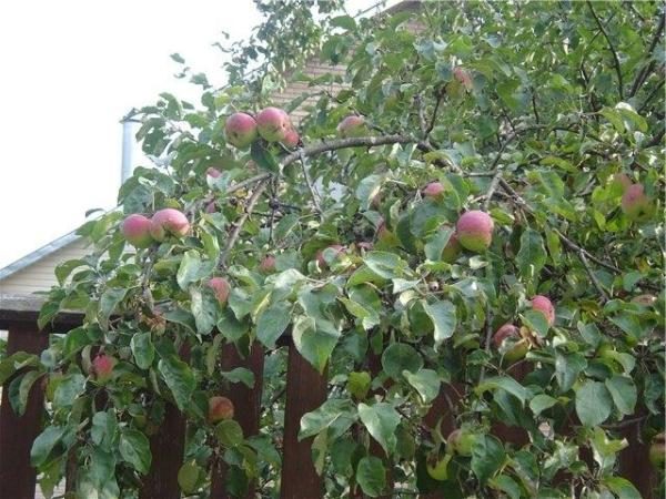  Ябълка Боровинка е висока и достига до 4,5 м