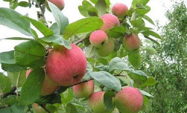  Ябълки от круши