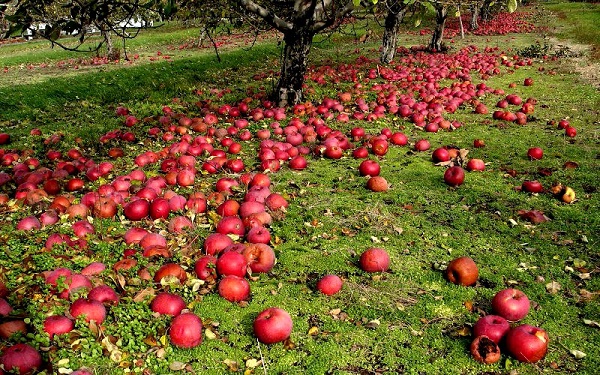  Причините за падане на ябълката