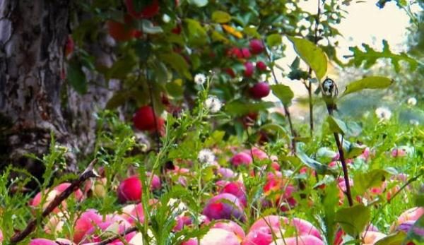  При липса на влага Borovinka ябълки падат