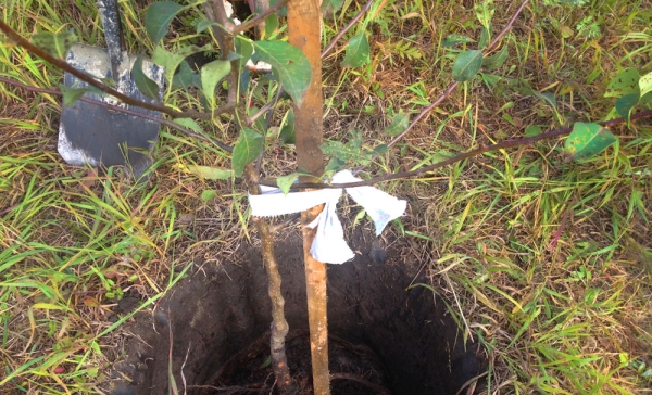  При засаждане на круша разсад в памет на Яковлев, обърнете внимание на местоположението на корен яка: тя трябва да бъде 5-6 см над нивото на земята