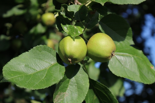  Какво може да се направи и как да се прилагат незрели ябълки?