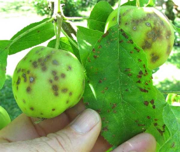  Признаци на черен рак върху плодовете и листата на ябълковото дърво