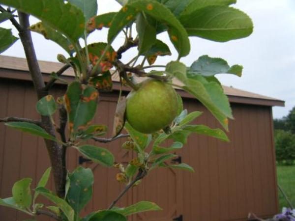  Симптомите на ръжда върху листата на Apple
