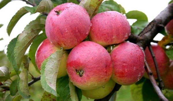  Сортове ябълки Borovinka