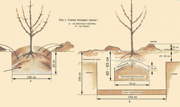  Схема за засаждане на круши в земята