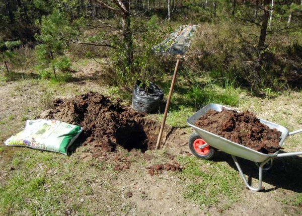 Необходимо е да засадите ябълково дърво в дупка 10-12 дни по-късно след подготовката на дупка за него