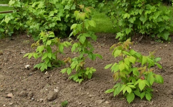 Възможно е да се засадят малини чрез залепване, изкопаване, храстовиден метод.