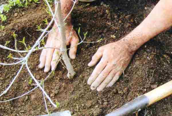  5. След засаждането ямата се напълва с подготвена почва.