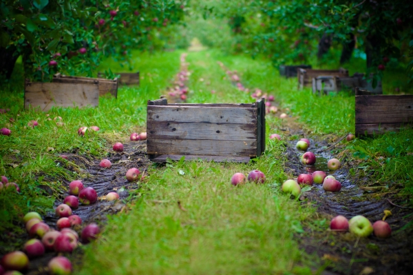  Как и кога да събирате ябълки за съхранение за зимата: съвети