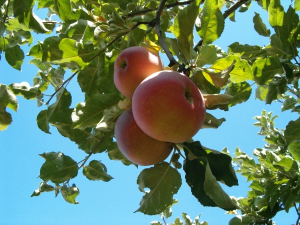  Подредените ябълки се събират за съхранение през октомври