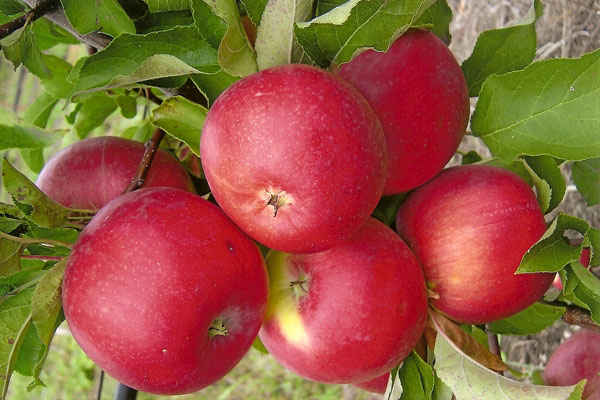  Плодове от Apple Tree Welsey