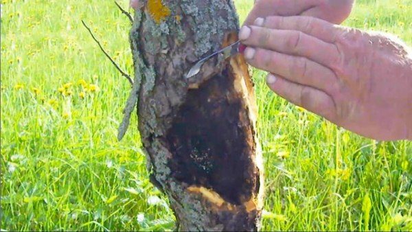  Лечение на черен рак в ябълковото дърво
