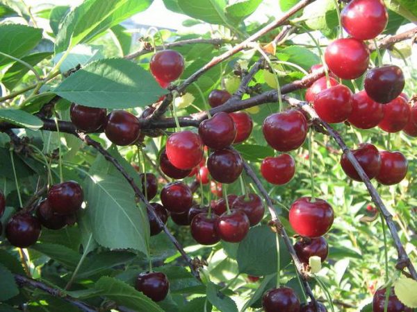  Плодове Cherry щедър