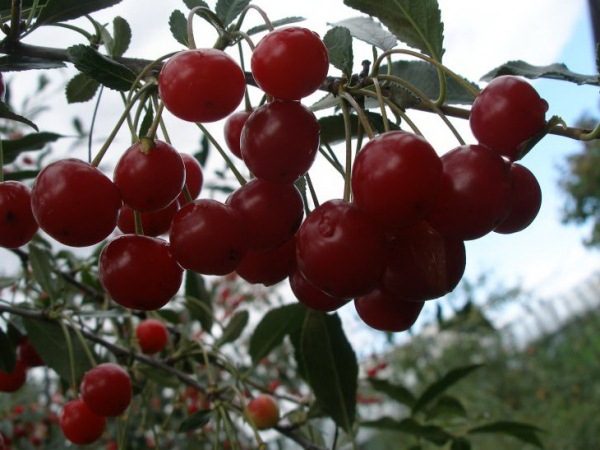  Cherry Ural Ruby сорт
