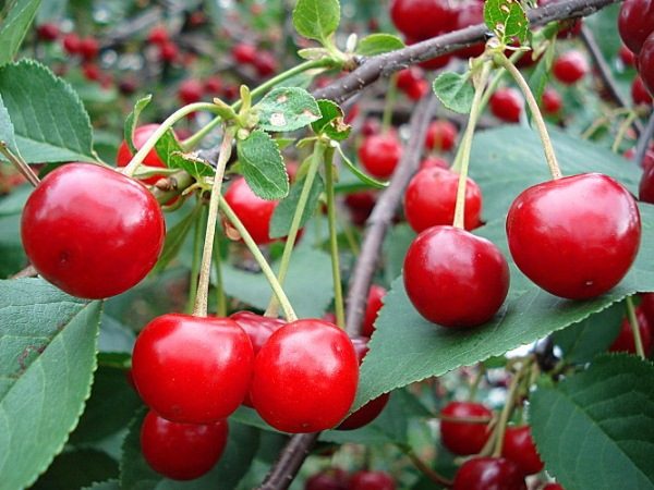  Едно дърво от типа Ural Ruby Cherry може да произвежда до 7 кг плодове