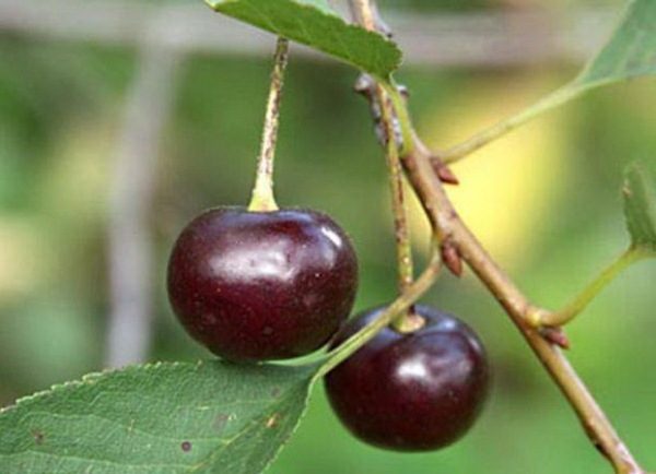  Зрели плодове от Урал рубин череша