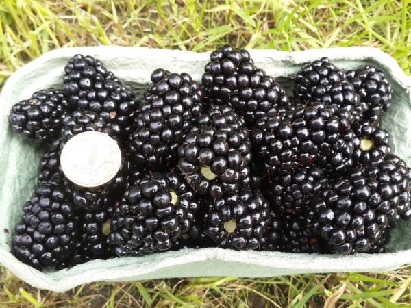  Размерите на Blackberry Berries Triple Crown