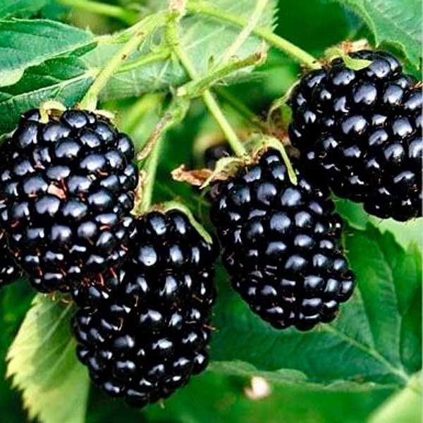  Blackberry Natchez