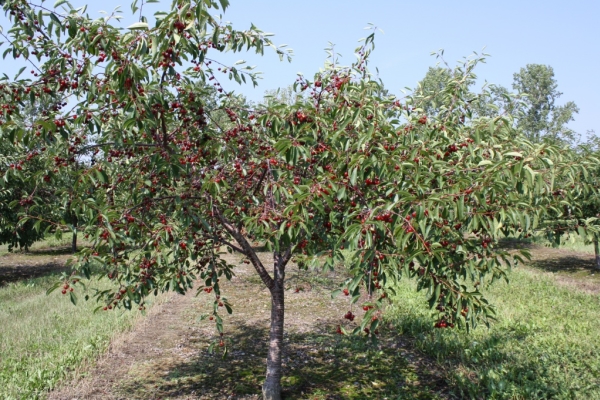  Засаждане на череши през есента, грижа за дървета, полезни препоръки