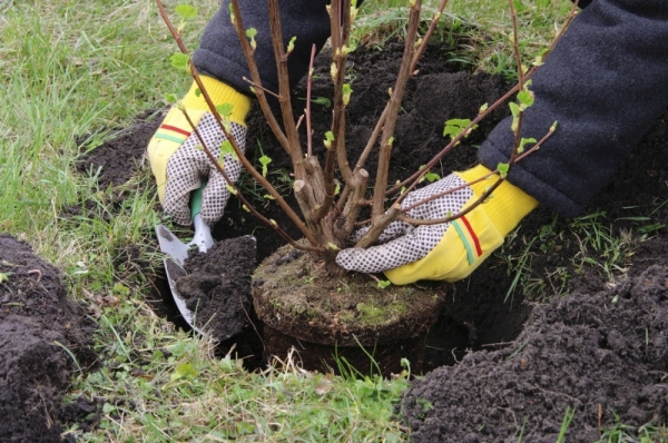  Преди засаждането проверете корените; запълнете разсад с почвата, така че кореновата яка остава 3-5 см над повърхността на земята