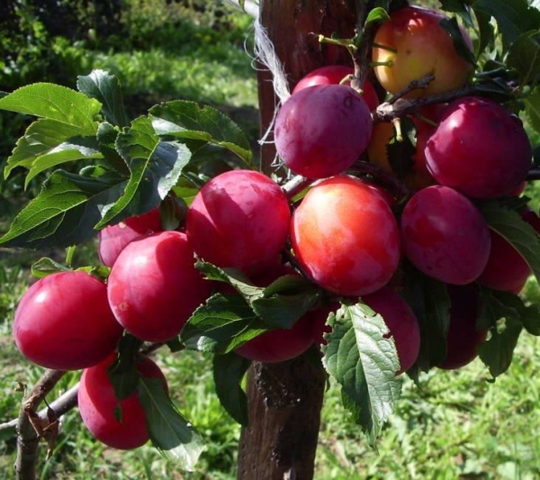  Разнообразие плодове юли плодове на третата година след засаждане, плодовете са големи, много сладки