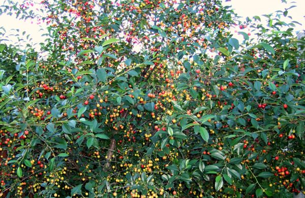  Cherry овощна градина, незрели плодове от череша Младежи