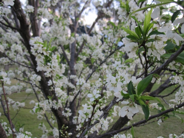  Китайската слива цъфти в средата на април, цветята са бели, формата на короната е сферична