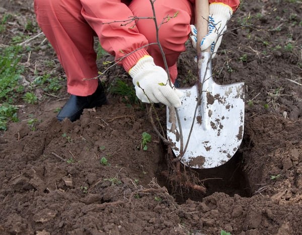  При засаждане на сливови разсад в земята е необходимо да се гарантира, че кореновата яка е 3-5 см по-висока от нивото на земята.