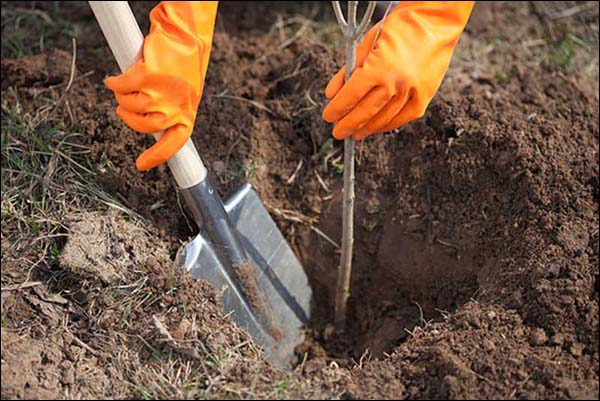  Разсадът се поставя в отвор, така че кореновата шийка да е на 3 - 5 см над нивото на земята, вързана към подпорния кол.